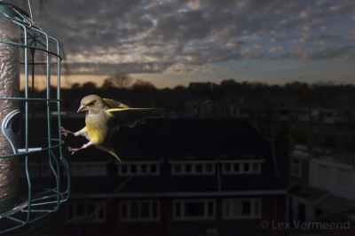 Ik ben niet in het bezit van teletoeters en ben daarom aangewezen op het maken van groothoek foto's.
Omdat ik binnenkort wat meer in het veld met afstandbediening wil fotograferen heb ik het eerst thuis uitgeprobeerd op de Groenlingen aan mijn graansilo.
Was blij verrast met deze foto.