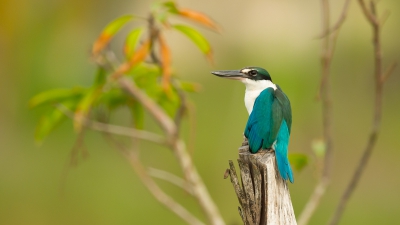 Enorm genoten op het eiland Langkawi in Maleisi. Prachtige natuurgebieden en veel vogels te bewonderen! Hier de witkraagijsvogel in een mooie rustpose. VG Ren Kahl