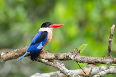 De prachtig gekleurde zwartkapijsvogel in de mangrovebossen. VG Ren Kahl