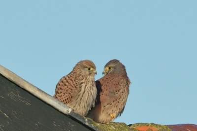 Dit tafereel aangetroffen op mijn omzwervingen over het eiland en altijd mooi om roofvogels te kunnen fotograferen.