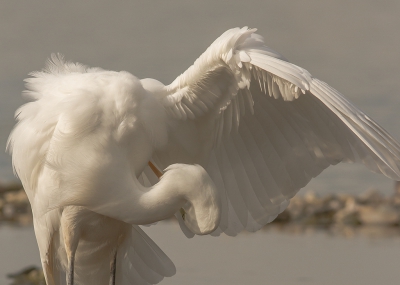 <i class='fa fa-user'></i> Marie-Jos Boon | Grote Zilverreiger  <i class='fa fa-eye'> 516</i>   <i class='fa fa-comment-o'> 44</i>