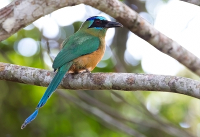 <i class='fa fa-user'></i>&nbsp;charlysax&nbsp;|   Amazonemotmot&nbsp; <i class='fa fa-eye'>&nbsp;386</i> &nbsp;<i class='fa fa-thumbs-up'>&nbsp;1</i> &nbsp; <i class='fa fa-comment-o'>&nbsp;7</i>