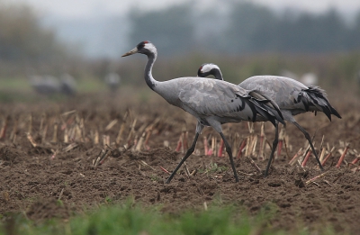 Heerlijk gekraanvogels in de Diepholzer Mooren, Er waren e rnog genoeg. Alleen de avontrek viel erg tegen. Te donker en grauw ook, maar er vlogen ook slechts een tiental koppels over, van massaliteit was deze keer geen sprake ...