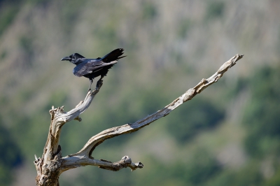Het Gieren Centrum van de Bulgaarse Vogelbescherming bezit een rotspunt waarop bijgevoerd wordt wanneer de karkassen schaars zijn. Daar is ook een foto hut van waaruit deze foto is gemaakt. De Raven zijn de eersten die in de ochtend rondhangen op de plek en blijven tot laat.
