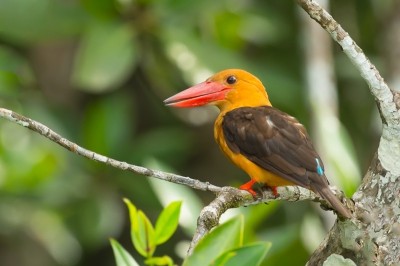 Het blijft een belevenis zo dichtbij te mogen komen bij deze normaal gesproken uiterst schuwe ijsvogel! Meestal hoor je ze van afstand het cha-cha-cha-cha geluid maken. De foto is per boot genomen, overigens de enige manier om ze te kunnen benaderen in de mangrovebossen. VG Ren Kahl