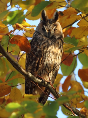 Alleen de boom op zich was al prachtig. Als er dan ook nog 6 uilen in roesten is het helemaal genieten. Deze zat er het mooist bij, omringd door de volle glorie van herfstkleuren.

www.birdbeauty.nl