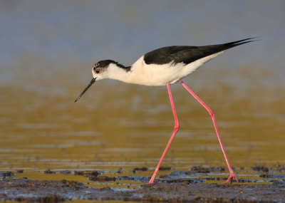 Bij het uitzoeken van wat oudere bestanden kwam ik deze foto tegen waarop de extreem lange poten door het lage standpunt en het "droog" lopen van de vogel extra worden geaccentueerd.
Ik heb ooit eens zo'n levende vogel (botulisme slachtoffer) in Frankrijk in handen gehad, maar je bent gewoon bang die mikado stokjes te breken.
Het hier getoonde beeld is plm. 85% van het origineel, alleen rechts en boven een klein strookje er af gesneden.