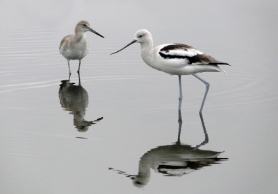 Ik twijfel over de naam van de andere wader,ik denk dat het een Willet is,maar met zoveel kenners hier,waag ik mij er niet aan.