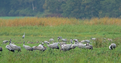 Wat een geweldige ervaring was het om een week tussen de kraanvogels te verblijven. Helaas te vaak te somber weer. Nu klaarde het op het laatst van de middag weer op. 
De kraanvogels stonden toen redelijk dichtbij.