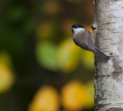 Afgelopen zaterdag met Thijs in de vierde hut van Han gezeten. Gehoopt op de mibo, helaas niet waargenomen maar wel andere leuke vogels.
Vooral de achtergrond was prachtig.
Het was wel donker, gelukkig beschikte ik over een 300mm F2.8 van school, super ding.

Gr Albert.