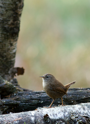 Zal de koning deze winter weer gaan heersen? 
Vanmorgen mijn ruiten moeten krabben. 
Het blijft een leuk beweeglijk vogeltje.