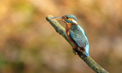 in de buurt van giersbergen , komt deze ijsvogel regelmatig fourageren , soms zie je hem dagen niet dan komt hij weer meerdere malen op een dag