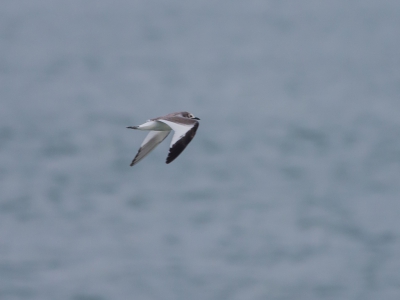 Deze Vorkstaartmeeuw kwam plotseling van links, op de kop van de  Zuidpier, terwijl alle ogen gericht waren op de kop van de Noordpier, waar hij gespot was. Veel meer dan deze foto kon ik er niet van maken, hij kwam te onverwacht langs helaas. Toch wil ik hem even laten zien op Birdpix.