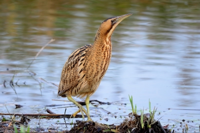 Een paar uur naar een Roerdomp zitten turen. Af en toe kwam ie met zijn kop uit het riet, maar daar bleef het mestal bij. In de avond schemer (dat zul je altijd zien, nauwelijks licht...) kwam hij volledig tevoorschijn!