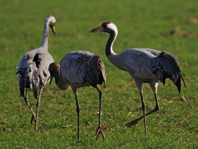Terwijl deze familie krraanvogel aan het fourageren was mocht ik een paar plaatjes schieten