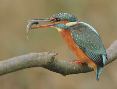 <i class='fa fa-user'></i>&nbsp;Leon Walraven&nbsp;|   IJsvogel&nbsp; <i class='fa fa-eye'>&nbsp;978</i> &nbsp;<i class='fa fa-thumbs-up'>&nbsp;6</i> &nbsp; <i class='fa fa-comment-o'>&nbsp;10</i>