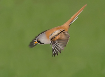 Ik had het er afgelopen zaterdag even over met een fotograaf daar ter plaatse, dat het moeilijk is om nog een onderscheidende foto te maken van de baardmannetjes, niet wetende dat ik even later deze foto zou maken. 
Soms heb ik van die momenten dat ik het gevoel heb, dat ik niet echt een foto bezit, waar ik helemaal dik tevreden over ben, maar wat was ik blij toen ik deze foto op m'n display zag..

Groet,
Arn