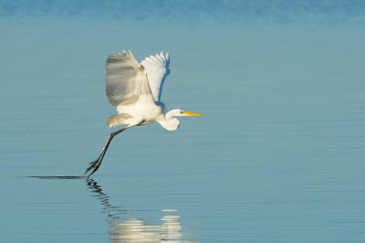 Prachtige dag gehad bij de OVP! Hier een foto in de ochtendzon van de grote zilveren reiger. Wat is het toch een zeldzaam mooi gebied!    VG Ren Kahl