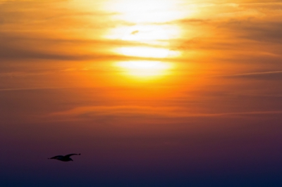 foto genomen vanaf een kotter De Neeltje Jans op de Noordzee. Bij zonsopgang tijdens een zeevogeldagtocht