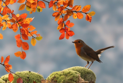 Een herfstplaatje met terugkerende oranje tinten van blad en borst op heldergroen mos valt in elk geval bij  mijzelf goed in de smaak..