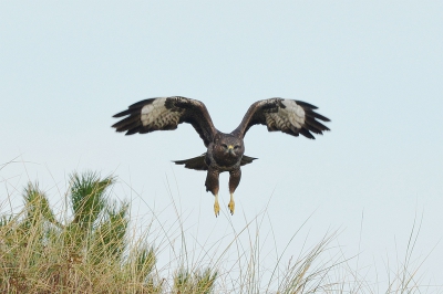 In totaal vijf verschillende buizerds op die dag kunnen fotograferen, maar deze kwam na geposeerd te hebben op een paal recht op me af gevlogen om daarna met een bocht achter me te verdwijnen. Mooie ervaring om te zien.