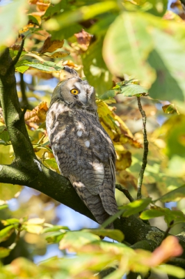 Begin november zaten er ongeveer 15 Ransuilen verspreid in verschillende bomen. In deze boom zaten 8 stuks.
Bij deze werd het oog mooi belicht