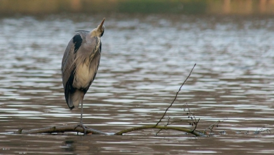 ik ging op zoek naar de IJsvogel maar op de tak waar wel eens de ijsvogel zit zat vanmiddag deze reiger het luchtruim af te speuren. ik heb de bovenkant weggelaten omdat ik de slootkant niet zo interessant vond.