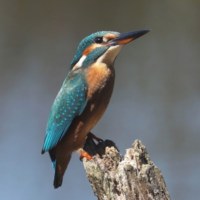 Deze ijsvogel op de gevoelige plaat vastgelegd tijdens mijn bezoek aan het vogel reservaat 'Le Teich' in Frankijk. Leuk gebied en zeer zeker een bezoek waard. Mooie hutten die meer dan uitstekend zijn ingericht voor vogelfotografie. Dat kan in Nederland wel beter...