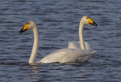 Dit koppel wilde zwanen bivakkeert al enige tijd op de Lepelaarsplassen. De meeste tijd dobberen ze ondersteboven in het water. Je moet geduld hebben om ze bij elkaar tegelijk boven water te schieten.
