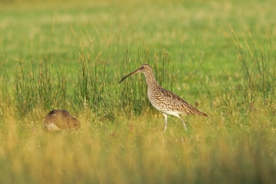 Tja we gingen eigelijk op zoek naar de kleine alk in haven van Burgsluis maar helaas. Zoals voor meerdere spotters was deze vogel gevlogen. Op de terugweg toch nog even naar Wissenkerke geweest...is meestal wel wat te zien.