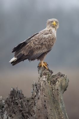De zeearend kwam mooi poseren, gelukkig migreert niet alles weg hier uit de donaudelta. Het is het mannetje, want het vrouwtje heeft een gespleten bek.