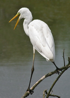 <i class='fa fa-user'></i> cosmic | Grote Zilverreiger  <i class='fa fa-eye'> 612</i>  <i class='fa fa-thumbs-up'> 5</i>   <i class='fa fa-comment-o'> 3</i>