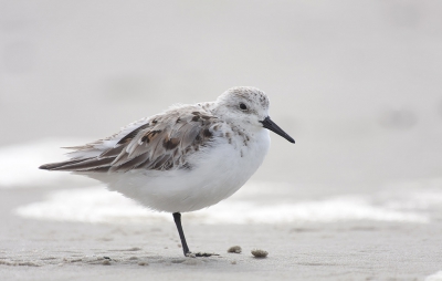 Deze strandloper ging mooi zitten op het strand. Ik liggend tijgerend dichterbij gekomen