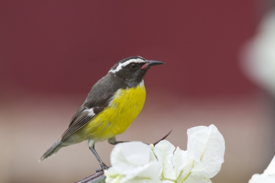Dit vogeltje is de Nationale vogel van Curacao en kom je werkelijk overal tegen, zowel op het strand als midden in het centrum van Willemstad.