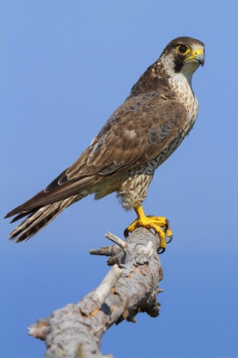 This photo is the result of long preparation. In April 2011, inspecting a valley to check the presence of Short-toed Eagle, I noticed that two immature Peregrines used to hang out at the area to hunt for migrant passerines.
I thought I could get the same opportunity the following year. So, in autumn, I went back there to make some improvement works. The part of the ruin where the birds used to perch was not suitable from a photographic point of view because it hid a portion of the bird. I decided to create a more airy perch that allowed the birds to perch freely and comfortably. After having found a dead branch of Aleppo Pine, I carried it on the ruin and fixed it using some boulders. Perhaps the branch is not the most photogenic, but unfortunately there was not any better. 
For those interested in moulting strategies, renewed 'blue' feathers are well visible here as they contrast with old brown ones (scapulars, coverts, secondaries and at least  2 primaries).
