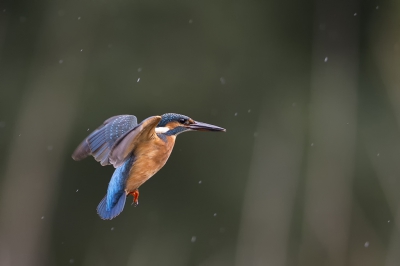 <i class='fa fa-user'></i>&nbsp;freekmeijer&nbsp;|   IJsvogel&nbsp; <i class='fa fa-eye'>&nbsp;595</i> &nbsp;<i class='fa fa-thumbs-up'>&nbsp;2</i> &nbsp; <i class='fa fa-comment-o'>&nbsp;6</i>