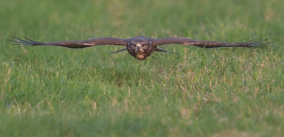 <i class='fa fa-user'></i>&nbsp;Johan Scholtens&nbsp;|   Buizerd&nbsp; <i class='fa fa-eye'>&nbsp;625</i> &nbsp;<i class='fa fa-thumbs-up'>&nbsp;6</i> &nbsp; <i class='fa fa-comment-o'>&nbsp;11</i>