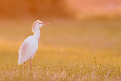 <i class='fa fa-user'></i>&nbsp;Gerwinvanhouwelingen&nbsp;|   Koereiger&nbsp; <i class='fa fa-eye'>&nbsp;777</i> &nbsp;<i class='fa fa-thumbs-up'>&nbsp;16</i> &nbsp; <i class='fa fa-comment-o'>&nbsp;23</i>