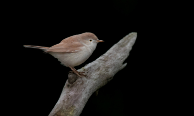 Achteraf op de laatste dag met Thijs naar dit geweldige vogeltje geweest.
Super vet dit mee te maken, was de reis zeker waard. Heel gezellig daaro. De bosjes waren niet echt fotogeniek we wouden eigenlijk het beestje op de tak. Hier had ik erg veel geluk dat hij even op een uitstekende tak zat. Thijs heeft me geholpen met bewerking, de ruis was pittig maar Thijs is een held daarin ;). De achtergrond was al erg donker, maar helemaal donker geeft een mooie sfeer.

Gr Albert.