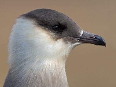 <i class='fa fa-user'></i>&nbsp;Luc Meert&nbsp;|   Kleine Jager&nbsp; <i class='fa fa-eye'>&nbsp;478</i> &nbsp;<i class='fa fa-thumbs-up'>&nbsp;6</i> &nbsp; <i class='fa fa-comment-o'>&nbsp;11</i>