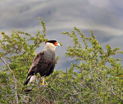 <i class='fa fa-user'></i>&nbsp;guido mwm&nbsp;|   Zuidelijke Kuifcaracara&nbsp; <i class='fa fa-eye'>&nbsp;378</i> &nbsp; <i class='fa fa-comment-o'>&nbsp;16</i>