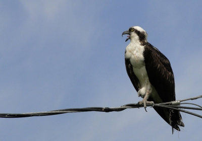 In Florida zie je op bijna elke elektriciteitspaal wel een osprey zitten,dus goed te fotograferen met mijn langzame camera.