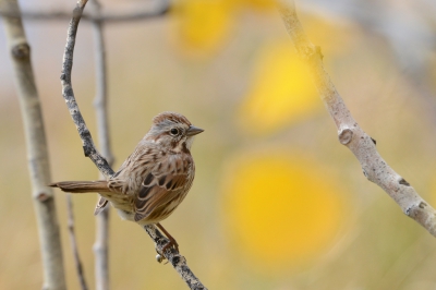 De zanggors in herfstomgeving. Een uur lang was het boomkruipers, spechten, mezen, gorzen, junco's, je wist niet waar je fotograferen moest. Daarna, volledige stilte, geen vogel meer te zien. En dan terugkijken en blij zijn! Wat hebben we een fantastische hobby!