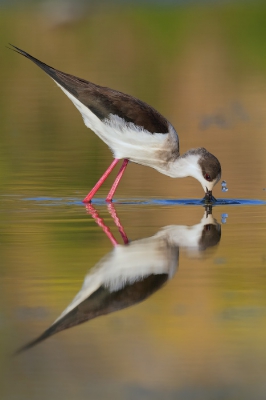 Picture taken near a small ponde where Black-winged stilts and other waders used to have a res during migration. I've exploited the low position of the sun at sunset.