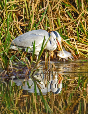 Ik zat al een kwartier te wachten totdat de reiger zou bewegen. En toen hij bewoog had hij ook gelijk de vis te pakken. Dat was het wachten waard!