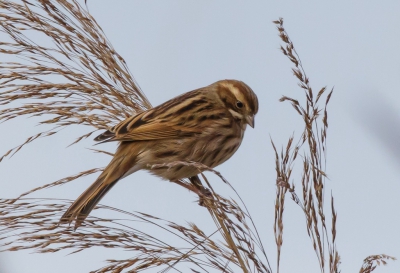 In een rietkraag van de ovp kwam ik deze vogel tegen. Ik ben benieuwd welke vogel dit is.