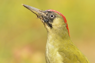 Groene specht kwam drinken bij de vijver, dit portret kunnen schieten want hij zat zo dichtbij , hopelijk dit keer beter met de groene zweem in de foto , hoog tijd voor nieuwe pc