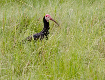 <i class='fa fa-user'></i>&nbsp;peterh50&nbsp;|   Kaapse Ibis&nbsp; <i class='fa fa-eye'>&nbsp;401</i> &nbsp; <i class='fa fa-comment-o'>&nbsp;5</i>