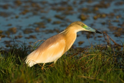 Adulter Rallenreiher bei der Jagd nach kleinen Fischen am Khawr Salalah, ich hab noch nie ein solch prchtig gefrbten Vogel gesehen!