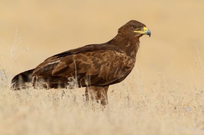 Picture taken near Salalah refuse dump (Raysut) where Steppe Eagle was probably the commonest bird!